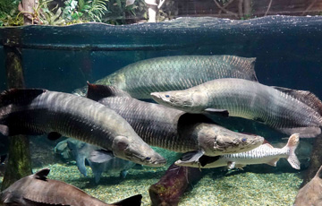 世界淡水魚園水族館アクア・トトぎふ